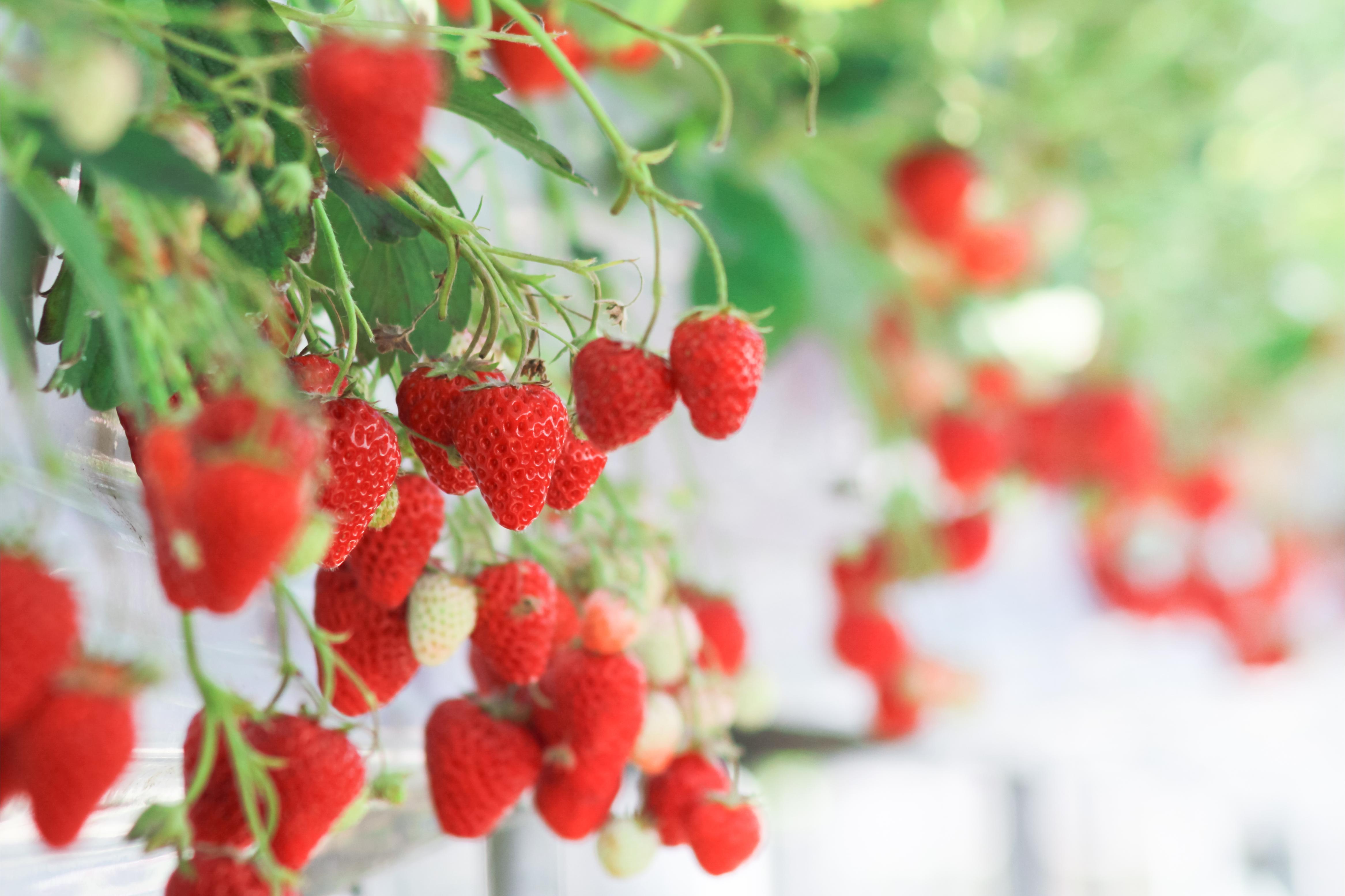 Strawberry Picking + Winter Sled + Eobi Ice Valley One Day Tour - Photo 1 of 6